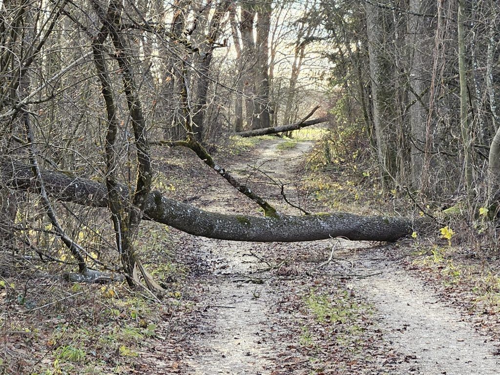 Schnee- und Sturmschäden